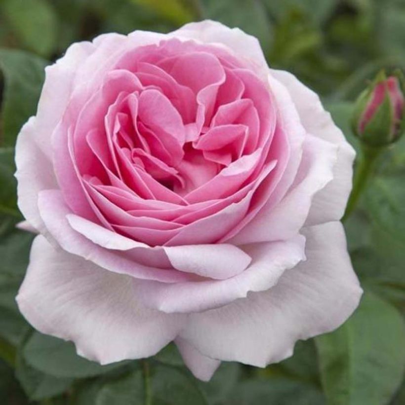 Rosier à grandes fleurs Pink Eureka (Flowering)