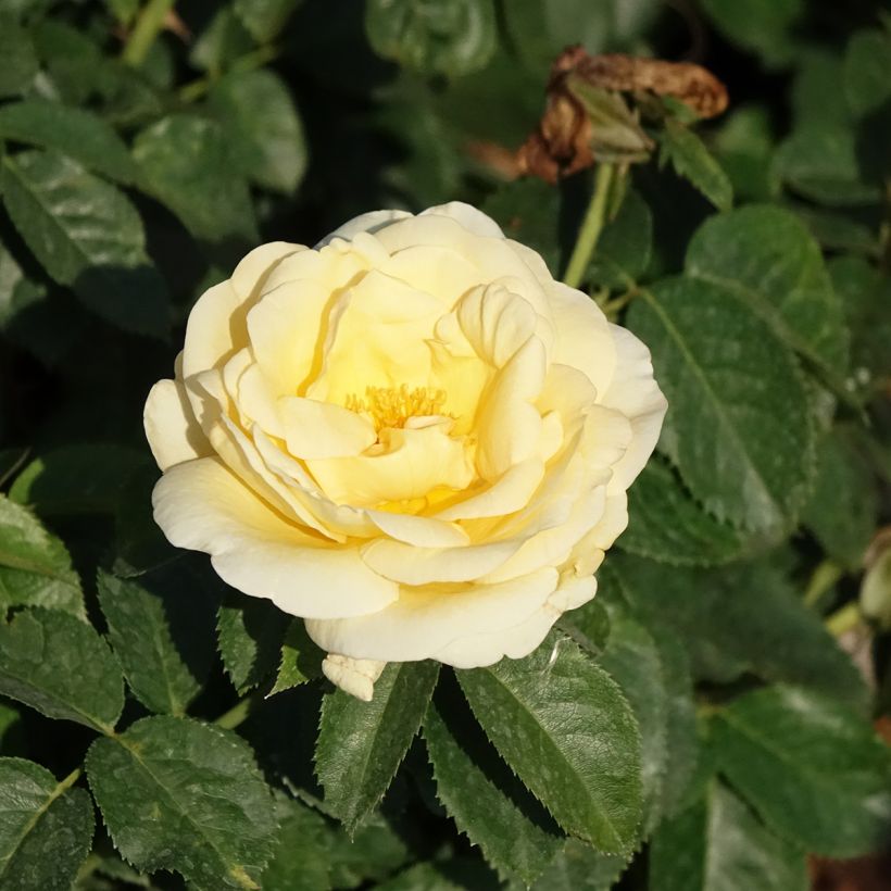 Rosier à grandes fleurs Raffaello (Flowering)