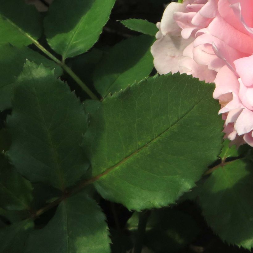 Rosier à grandes fleurs Sophie Rochas (Foliage)
