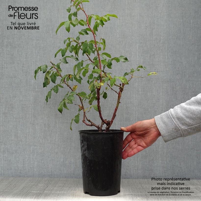 Example of Rosier à grandes fleurs Sunny Sky Pot de 4L/5L as you get in automne