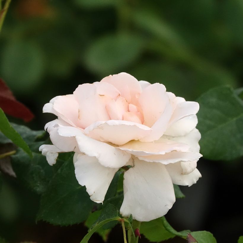Rosier à grandes fleurs Ville de Fontenay-aux-Roses (Flowering)