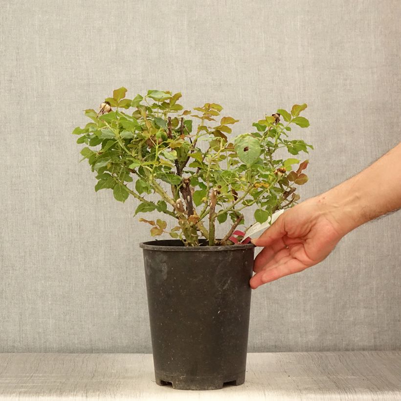 Example of Rosier à grandes fleurs Yellowstone  Pot de 4L/5L as you get in ete