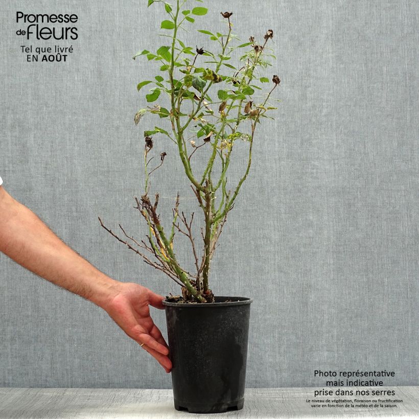Example of Rosier à pétales comestibles Birthday Rose Bio Pot de 4L/5L as you get in ete