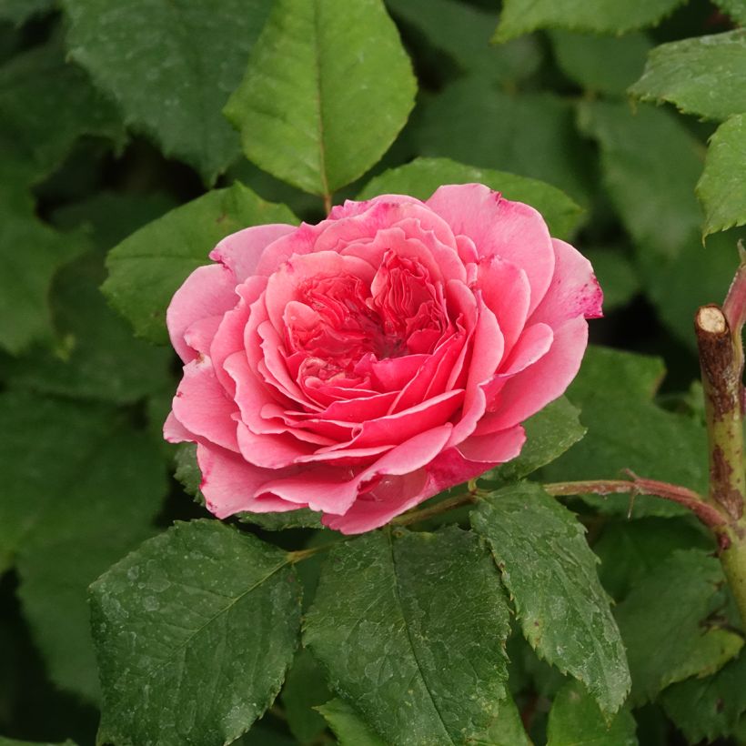 Rosier à pétales comestibles Taste of Love Theo Clevers (Flowering)