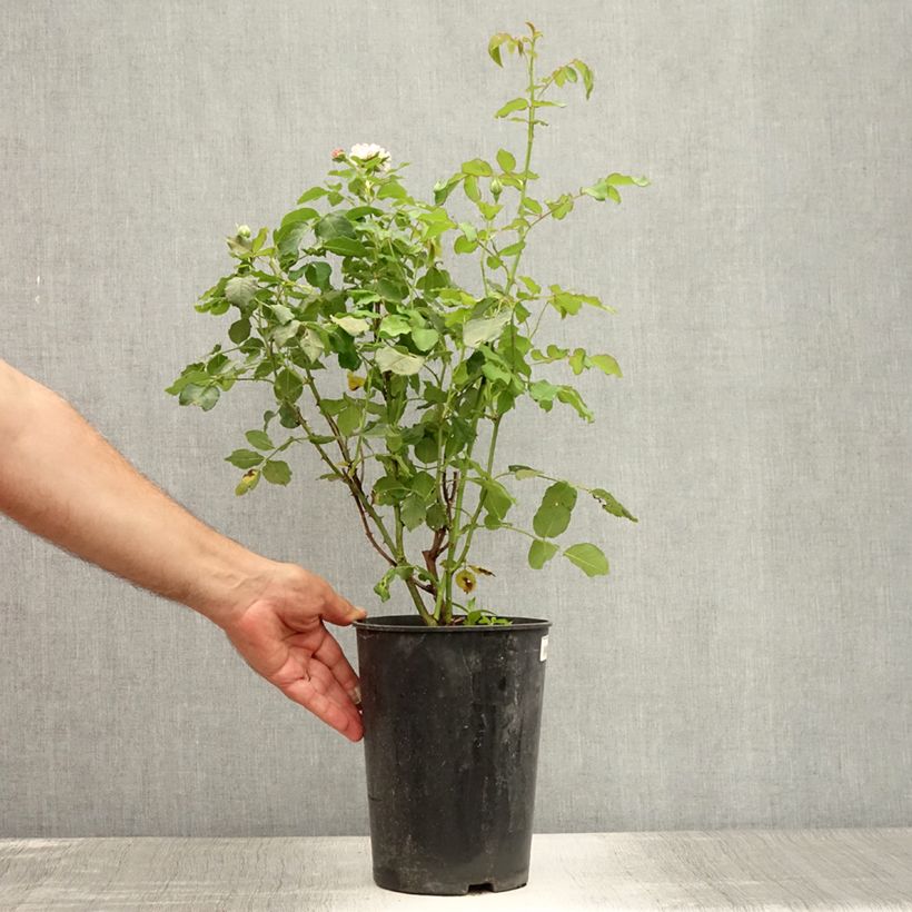 Example of Rosier ancien Boule de Neige Pot de 4L/5L as you get in ete