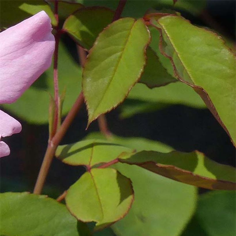 Rosier ancien Dainty Bess (Foliage)