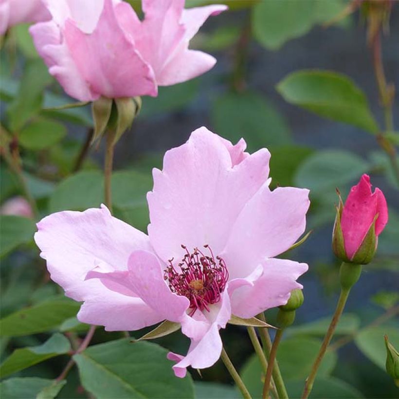 Rosier ancien Dainty Bess (Flowering)