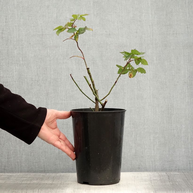 Example of Rosier ancien Fantin Latour Pot de 4L/5L as you get in hiver