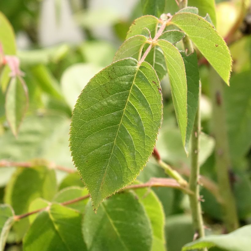 Rosier ancien Fantin Latour (Foliage)