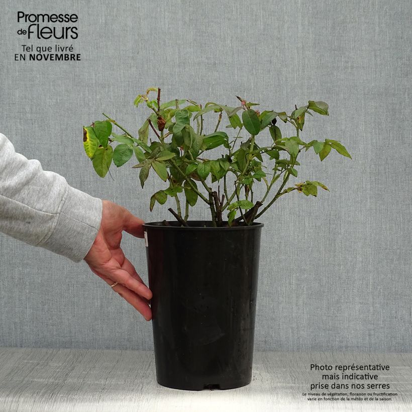 Example of Rosier ancien gallica Versicolor Pot de 4L/5L as you get in automne