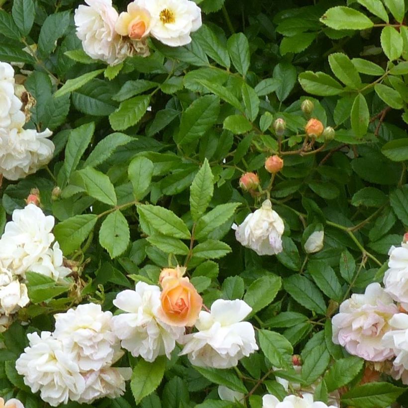 Rosier ancien Ghislaine de Féligonde (Foliage)