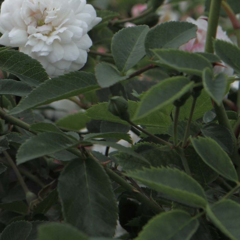 Rosier ancien Little White Pet (Foliage)