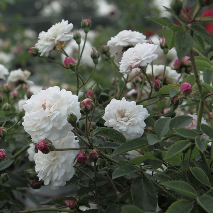 Rosier ancien Little White Pet (Flowering)