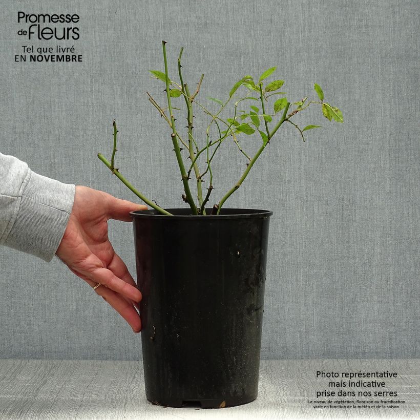 Example of Rosier ancien Mozart Pot de 3L/4L as you get in automne