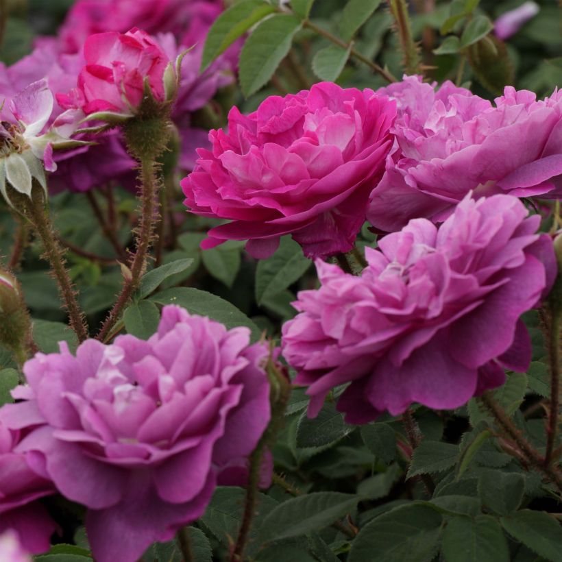 Rosier ancien William Lobb (Flowering)