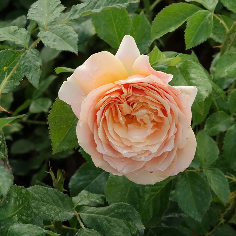 Rosier anglais English Legend Sherlock Holmes (Flowering)