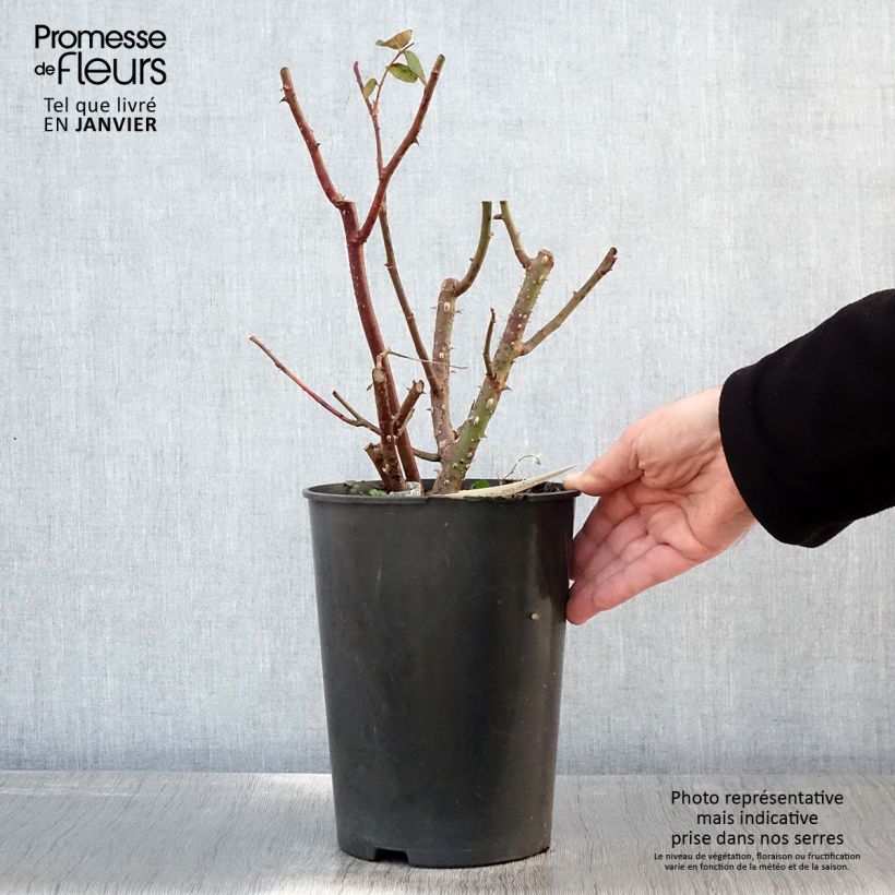 Example of Rosier anglais Eustacia Vye (syn. Sts Francis and Claire) Pot de 4L/5L as you get in hiver