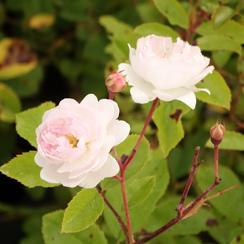 Rosier arbustif Annelies (Flowering)