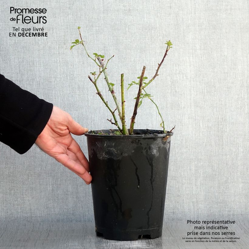 Example of Rosier arbustif Annelies Pot de 4L/5L as you get in automne