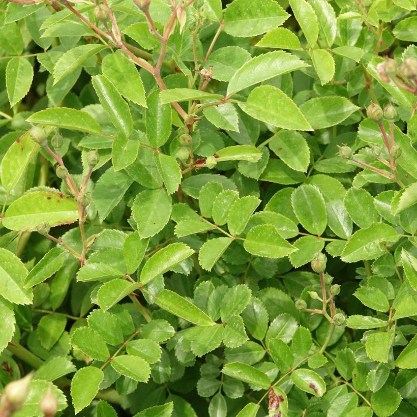 Rosier arbustif Annelies (Foliage)