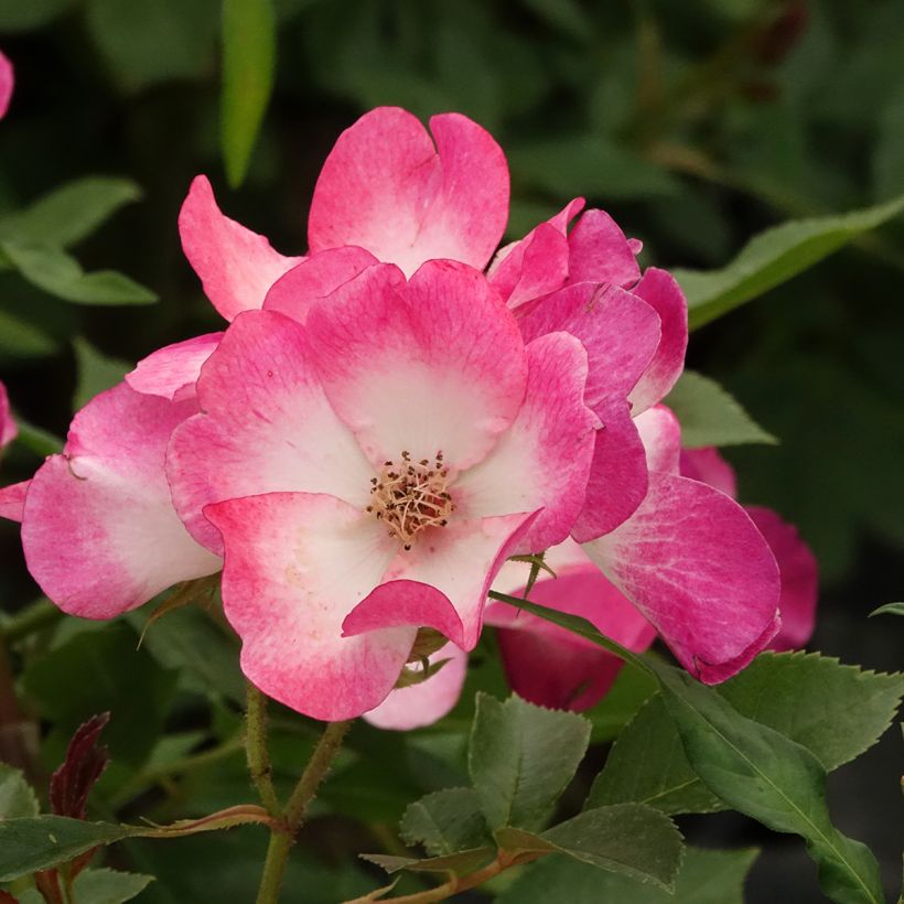 Rosier arbustif Bukavu (Flowering)