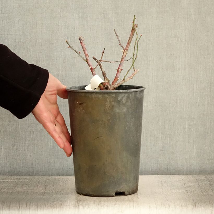 Example of Rosier arbustif Chateau de Munsbach Pot de 4L/5L as you get in hiver