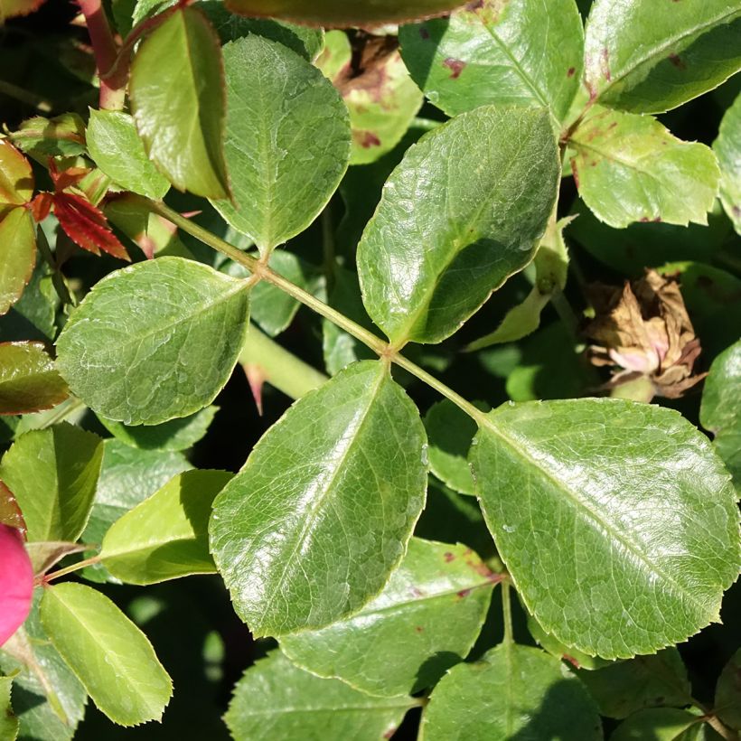 Rosier arbustif Deborah Meillandecor (Foliage)