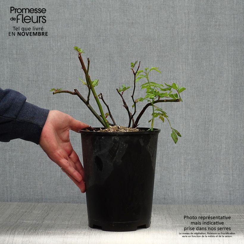 Example of Rosier arbustif Dinky Pot de 4L/5L as you get in automne