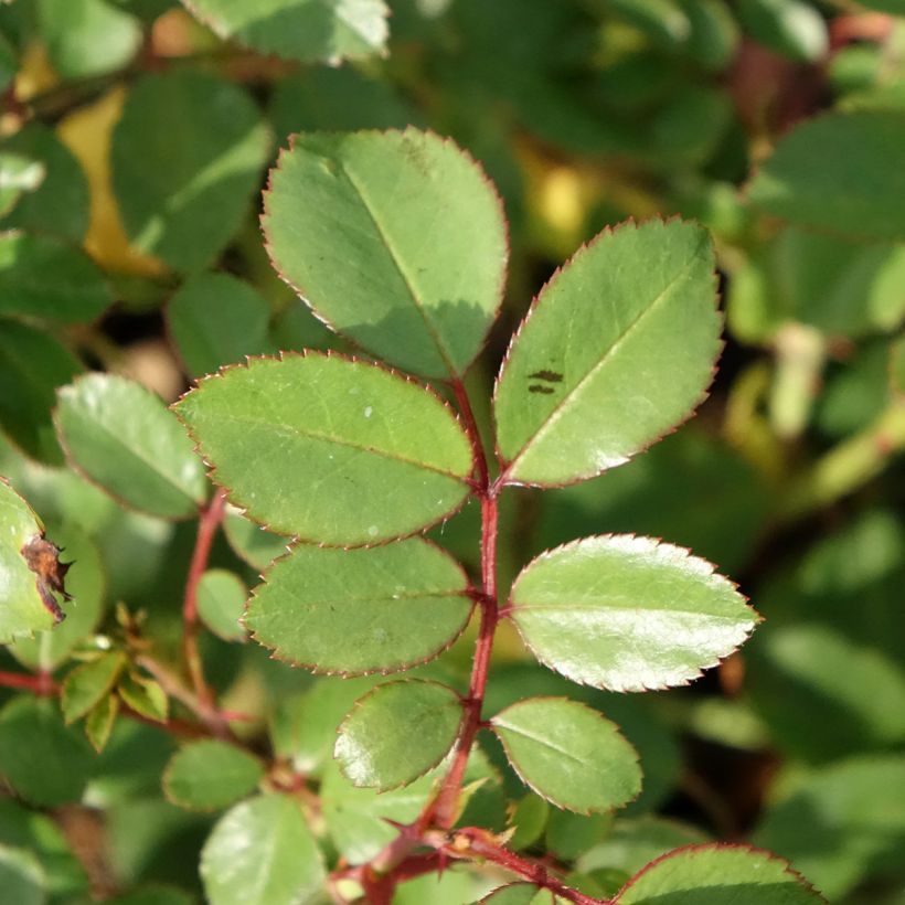 Rosier arbustif Douceur Normande (Foliage)