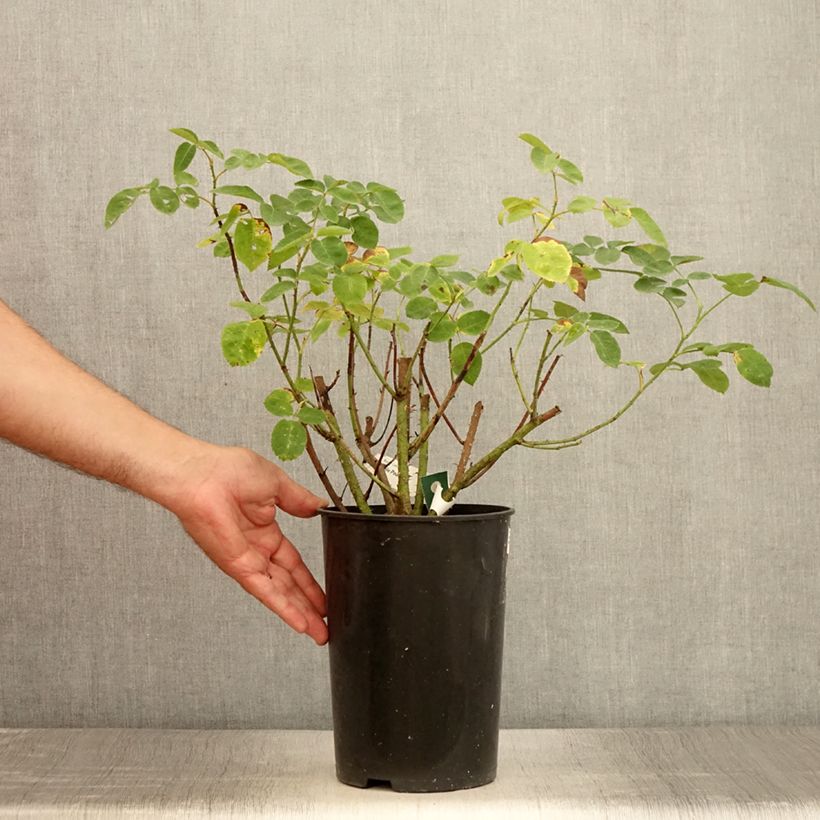 Example of Rosier arbustif Etoile Pourpre Pot de 4L/5L as you get in ete