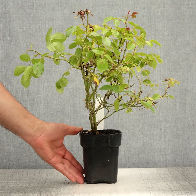 Example of Rosier arbustif Friendly Pink Meissalu Pot de 10 cm/11cm as you get in ete