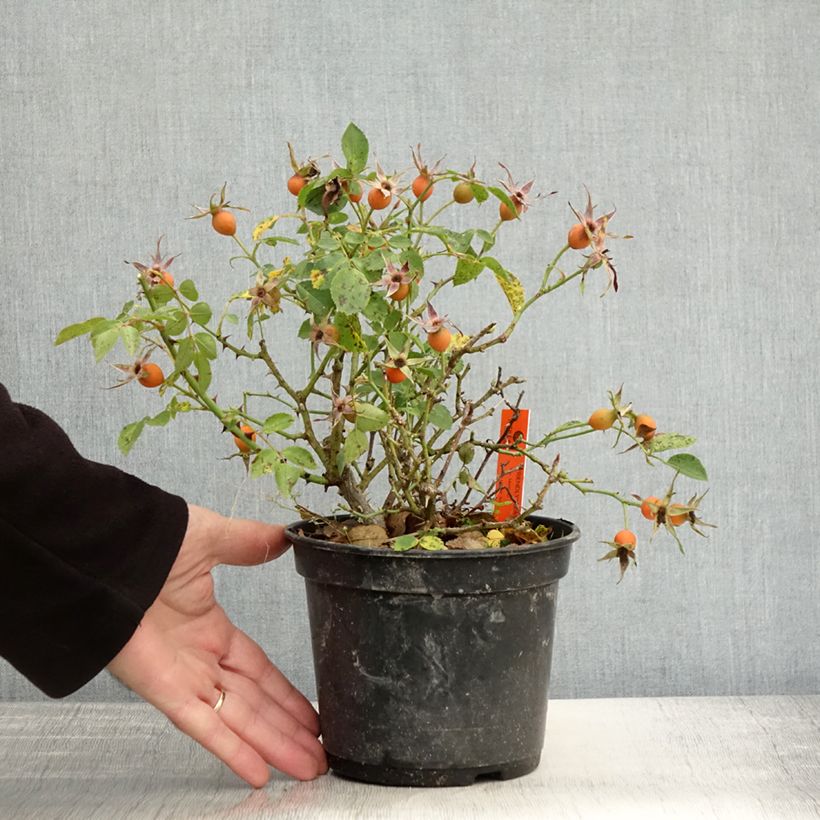 Example of Rosier arbustif Friendly Pink Meissalu Pot de 2L/3L as you get in automne