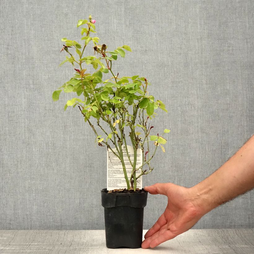 Example of Rosier arbustif Friendly Purple Meicosme Pot de 10 cm/11cm as you get in ete
