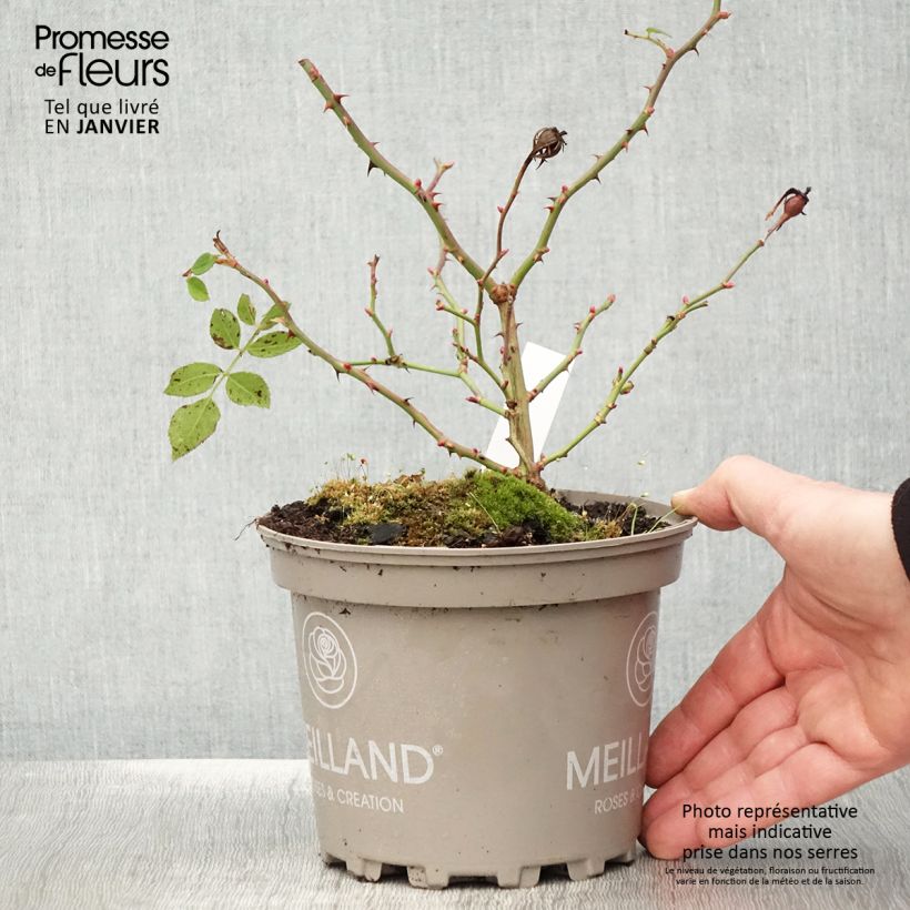 Example of Rosier arbustif Friendly Purple Meicosme Pot de 2L/3L as you get in hiver