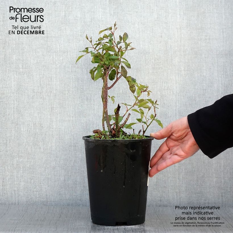 Example of Rosier arbustif Frisson Frais Pot de 4L/5L as you get in automne
