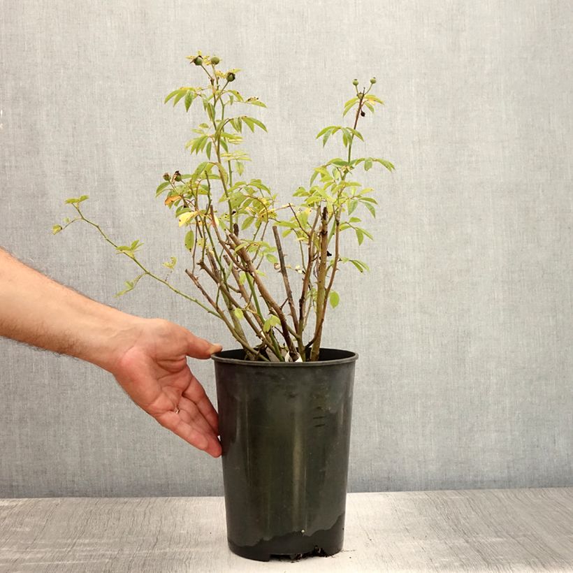 Example of Rosier arbustif Gaard um Titzebierg Pot de 4L/5L as you get in ete