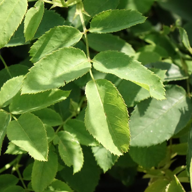Rosier arbustif Golden Wings (Foliage)