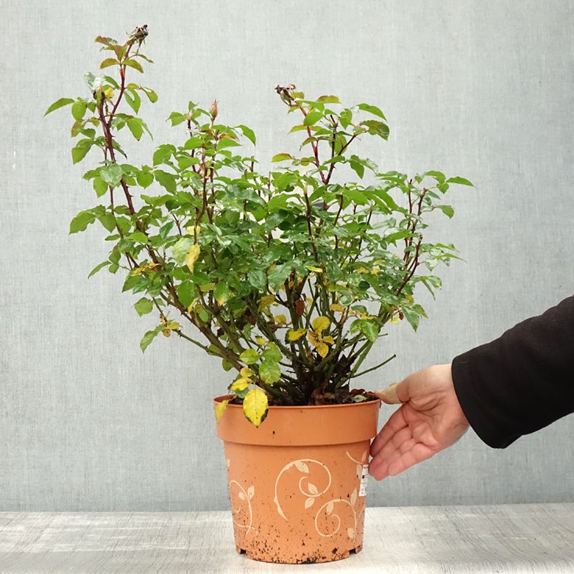 Example of Rosier arbustif Havanna Pot de 6L/7L as you get in automne