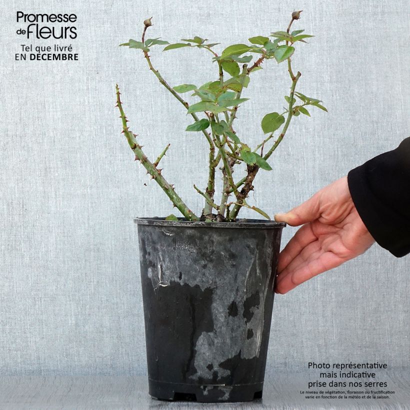 Example of Rosier arbustif Heavenly Pink Pot de 4L/5L as you get in automne