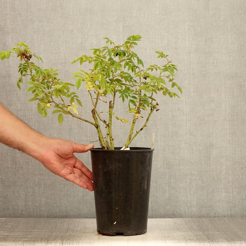 Example of Rosier arbustif Jean de Bruges Pot de 4L/5L as you get in ete