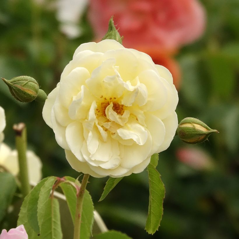 Rosier arbustif La Feuillerie (Flowering)
