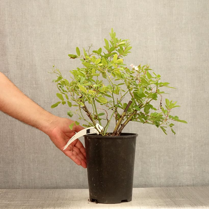 Example of Rosier arbustif Magie d'orient Pot de 4L/5L as you get in ete