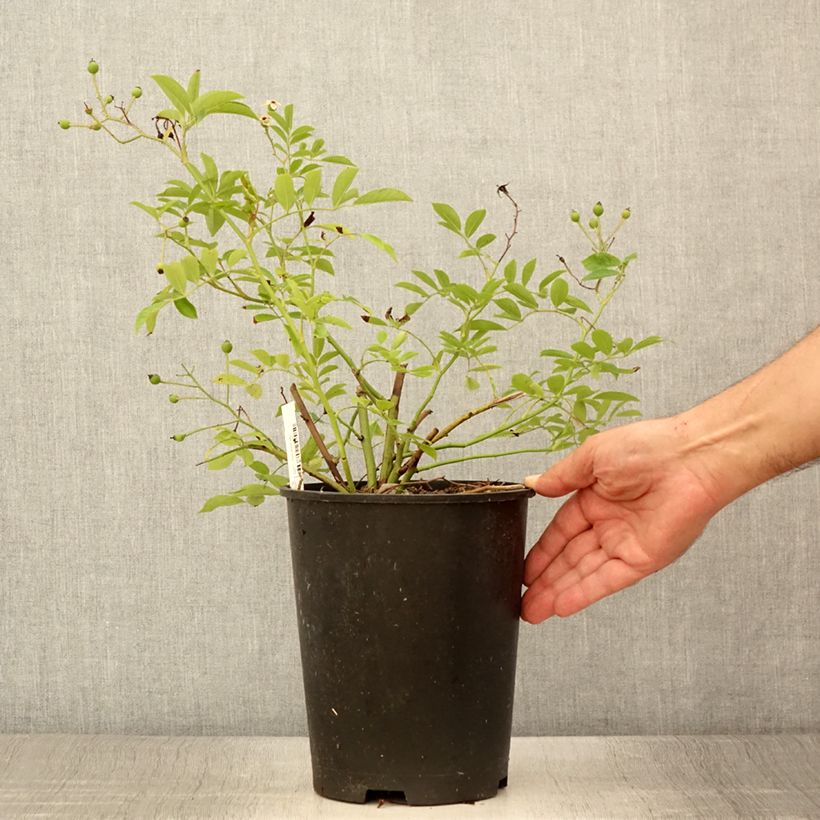 Example of Rosier arbustif Millie Fleur Pot de 4L/5L as you get in ete