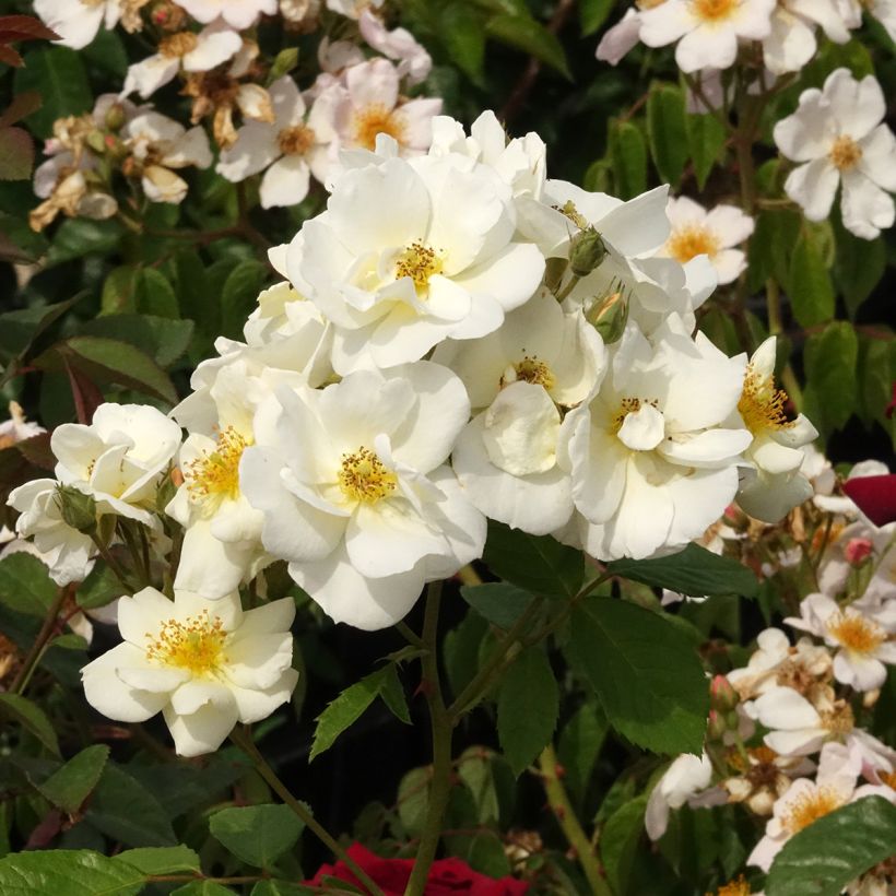 Rosier arbustif Omi Oswald (Flowering)