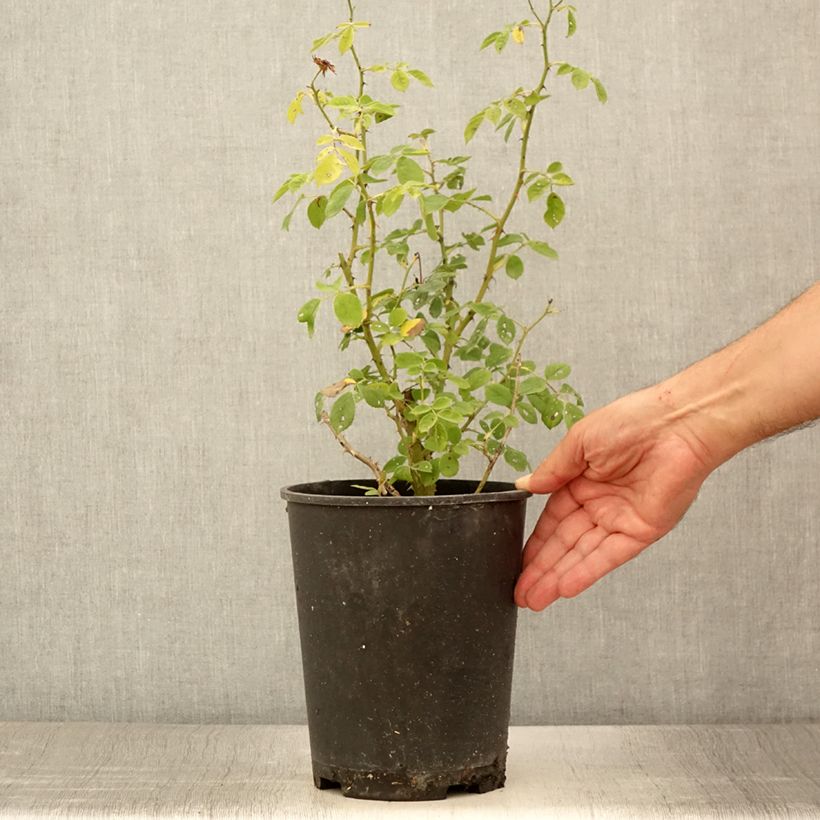 Example of Rosier arbustif Omi Oswald Pot de 4L/5L as you get in ete