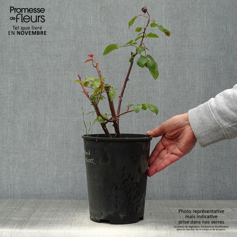Example of Rosier arbustif ou grimpant Grand Hotel Pot de 4L/5L as you get in automne