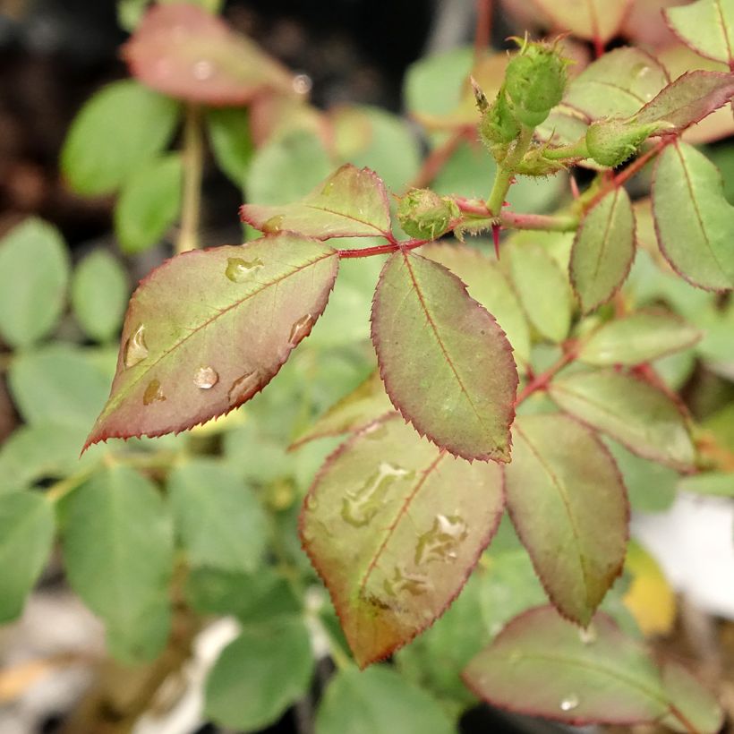 Rosier arbustif Pirouette (Foliage)