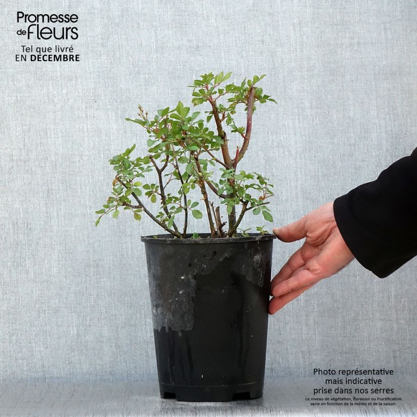 Example of Rosier arbustif Puccini Pot de 4L/5L as you get in automne