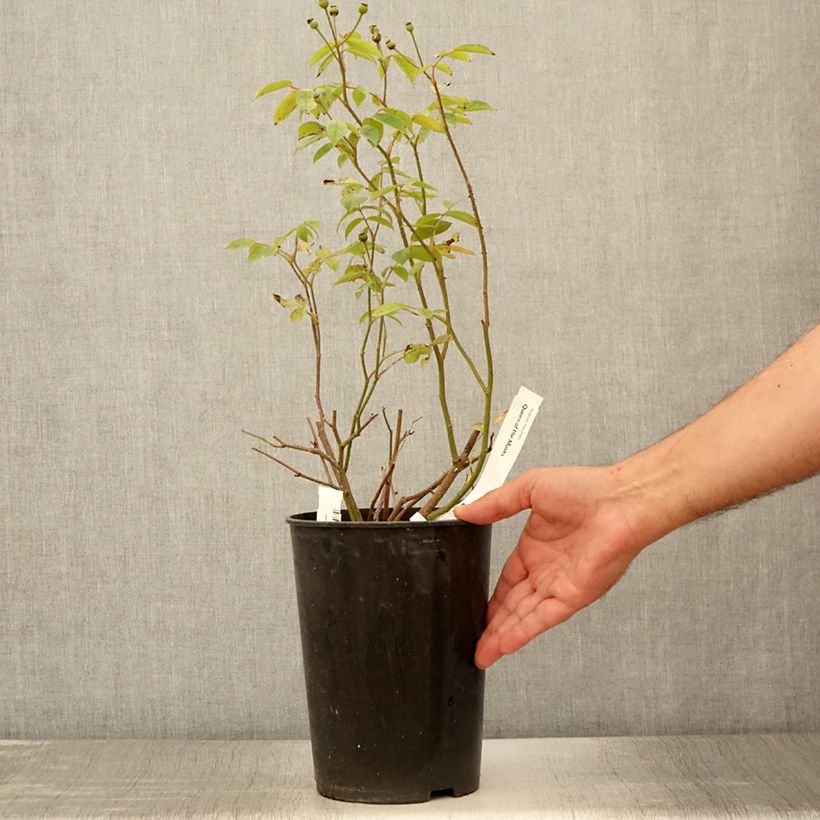 Example of Rosier arbustif Queen of the Musks Pot de 4L/5L as you get in ete