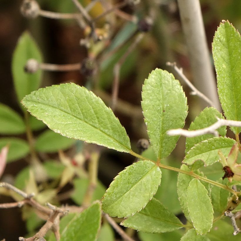 Rosier arbustif Rosy Boom Rose (Abellio Spaniuc) (Foliage)
